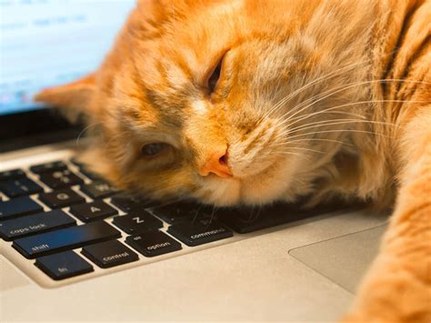 What is an Explanatory Essay? And Why Do Cats Love to Sit on Keyboards?